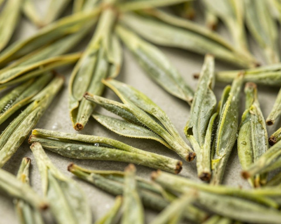 dragonwell tea leaves showing flat pressed shape