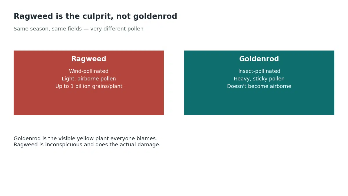 Ragweed is wind-pollinated with light airborne pollen that a single plant can release up to a billion grains of, while goldenrod is insect-pollinated with heavy sticky pollen that does not become airborne, so ragweed is the actual cause of late summer hay fever despite goldenrod being blamed