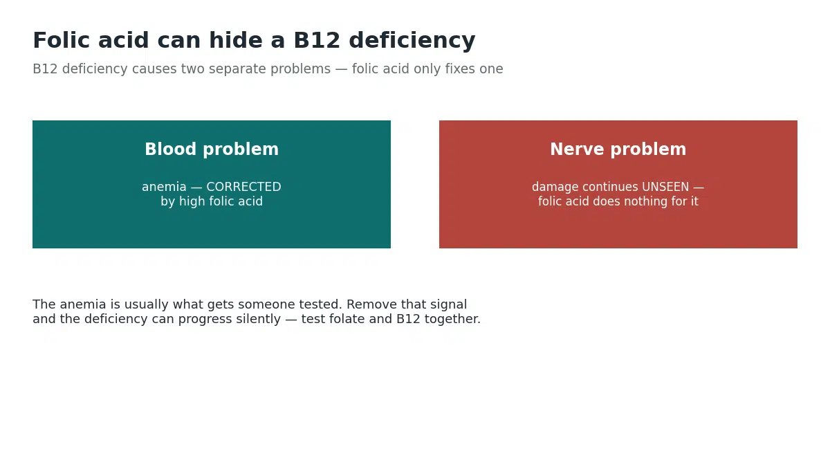 Folic acid corrects the blood problem of B12 deficiency but does nothing for the nerve damage, which can continue unseen once the anemia signal is masked
