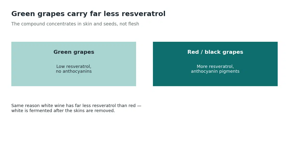 Green grapes contain low resveratrol and no anthocyanins, while red and black grapes carry more resveratrol and anthocyanin pigments, the same reason white wine has far less resveratrol than red wine