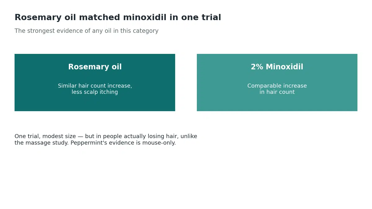 A randomized trial found rosemary oil produced a similar increase in hair count as 2 percent minoxidil over six months with less scalp itching, though peppermint oil evidence for hair growth is mouse only with no human confirmation