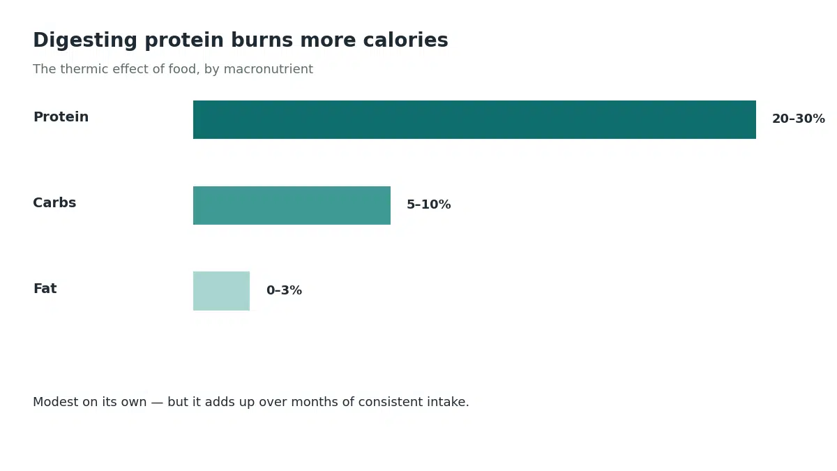 The thermic effect of food is highest for protein at 20 to 30 percent of its calories burned during digestion, compared with 5 to 10 percent for carbohydrates and 0 to 3 percent for fat