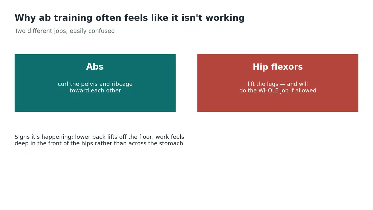 Abs curl the pelvis and ribcage toward each other while hip flexors lift the legs and will do the whole job if allowed, which is why ab training often feels ineffective