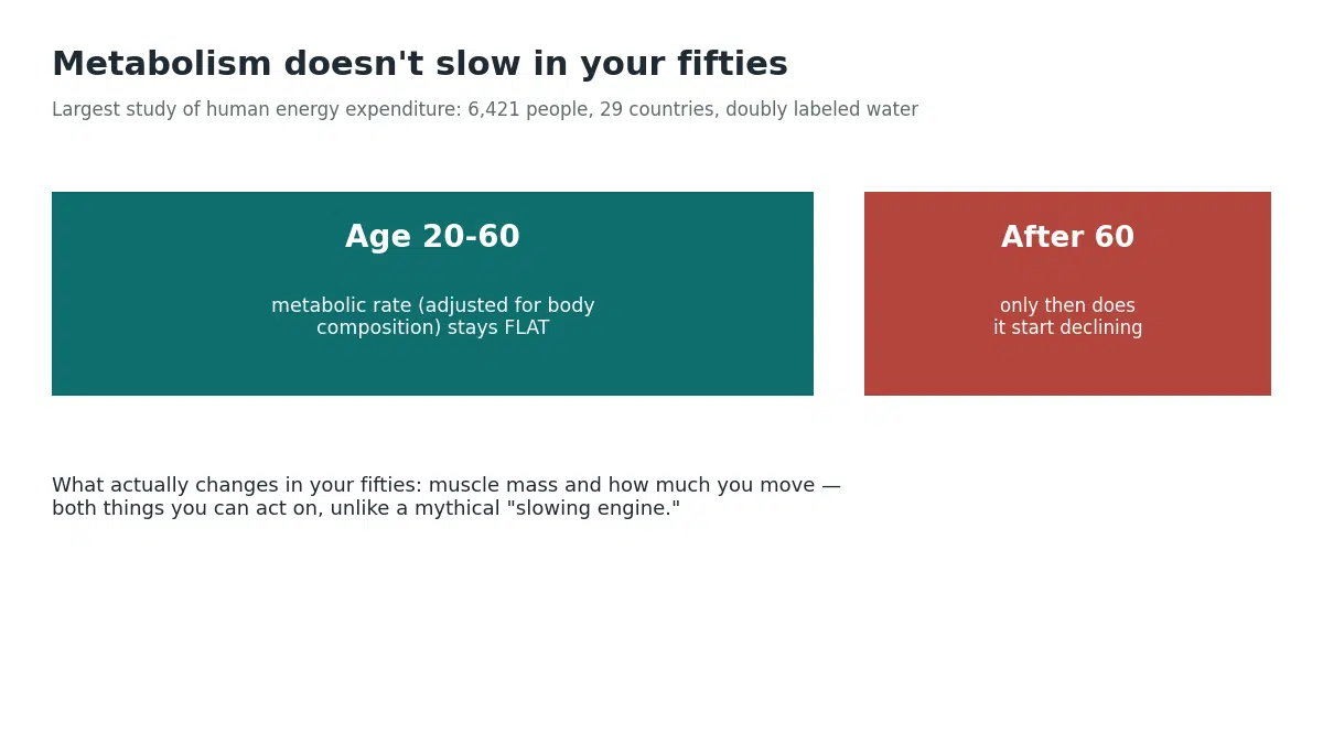 The largest study of human energy expenditure found metabolic rate adjusted for body composition stays flat from age 20 to 60 and only begins declining after 60