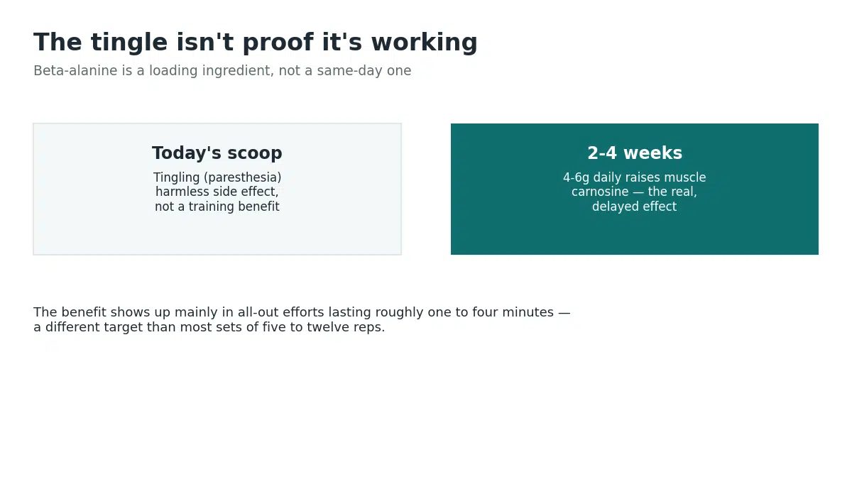 Today's beta-alanine tingle is a harmless side effect, while the real carnosine-loading benefit takes two to four weeks of daily use