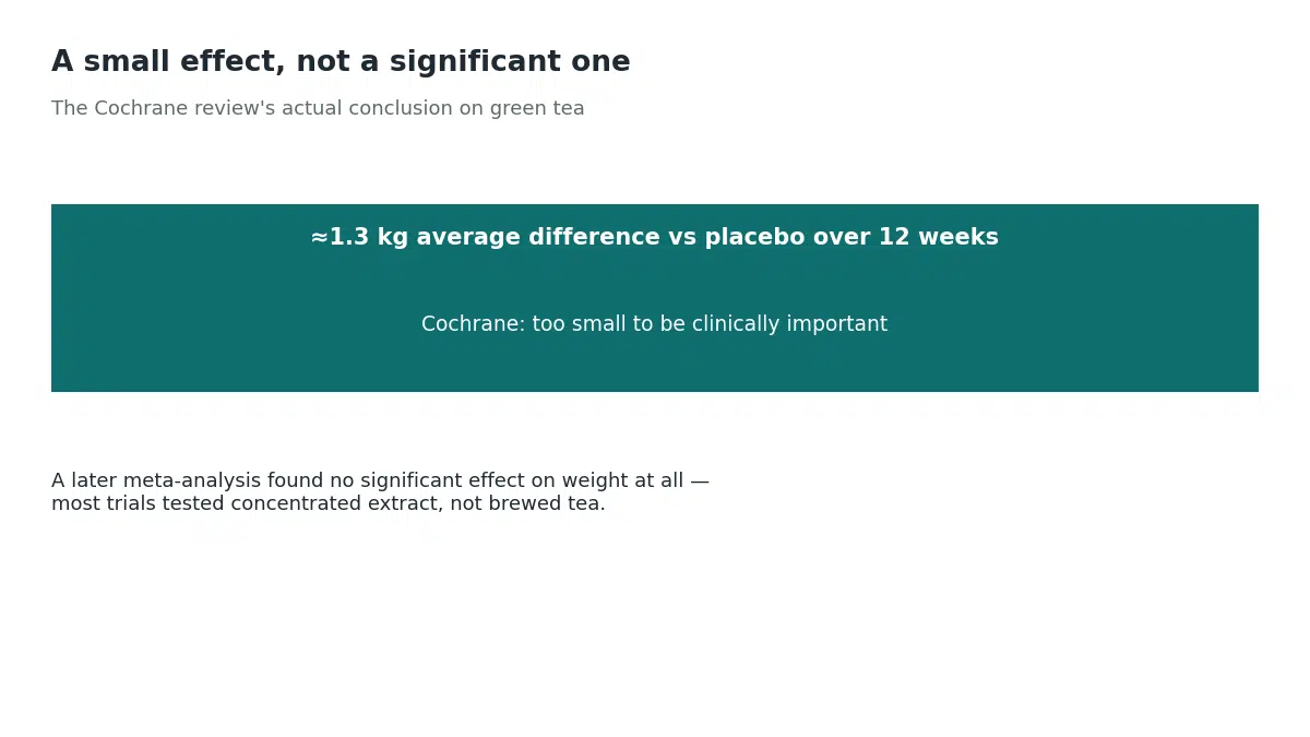 The Cochrane review found green tea produced about 1.3 kilograms more weight loss than placebo over 12 weeks, a difference the reviewers judged too small to be clinically important